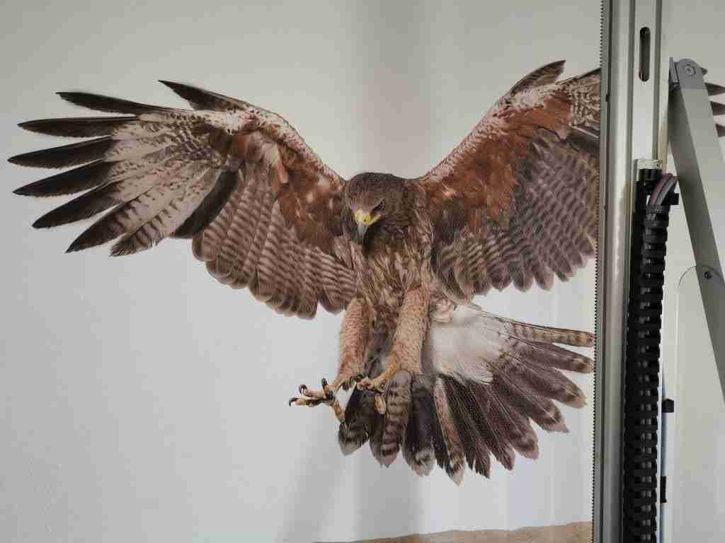 Eagle printed by wall printing machine